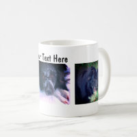 Border Collie Trio Dog Photography