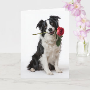 Border Collie Valentine Card