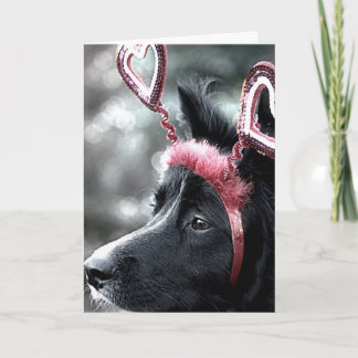 Border Collie Valentine Card