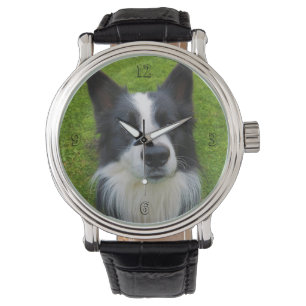 Border Collie Watch