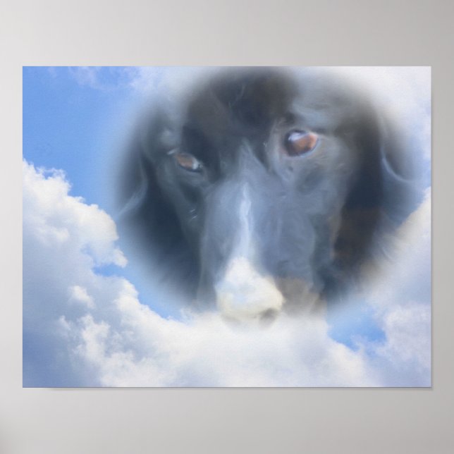 Border Collie Watching From Above Poster (Front)