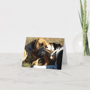 Border Collie With Nose in English Mastiff's Ear Card