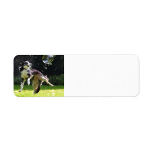 border collie with soap bubble