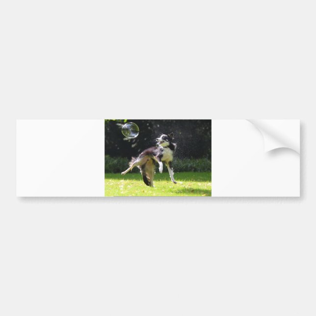 border collie with soap bubbles bumper sticker (Front)