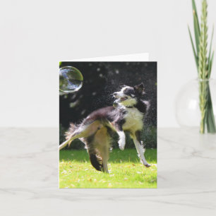 border collie with soap bubbles card
