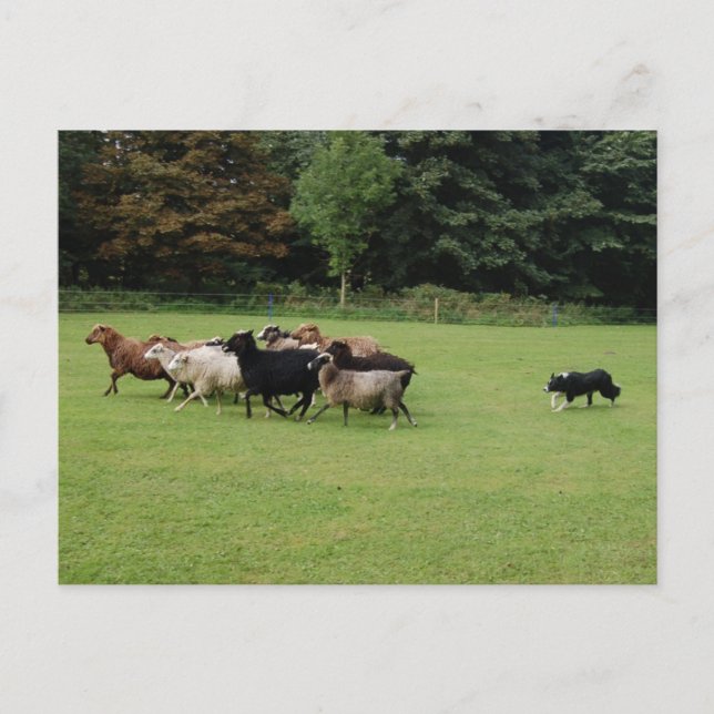 Border Collie working Postcard (Front)