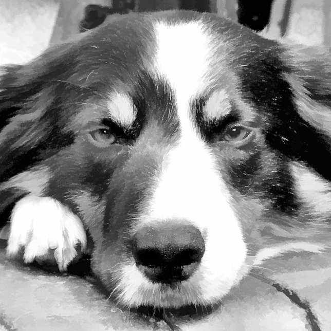 BORDER COLLIE WRAPPING PAPER (Creator Uploaded)