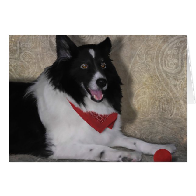 Border Collie "Wylie" (Front Horizontal)