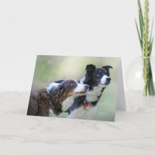 Border Collies Card
