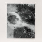 Border Collie's First Snow