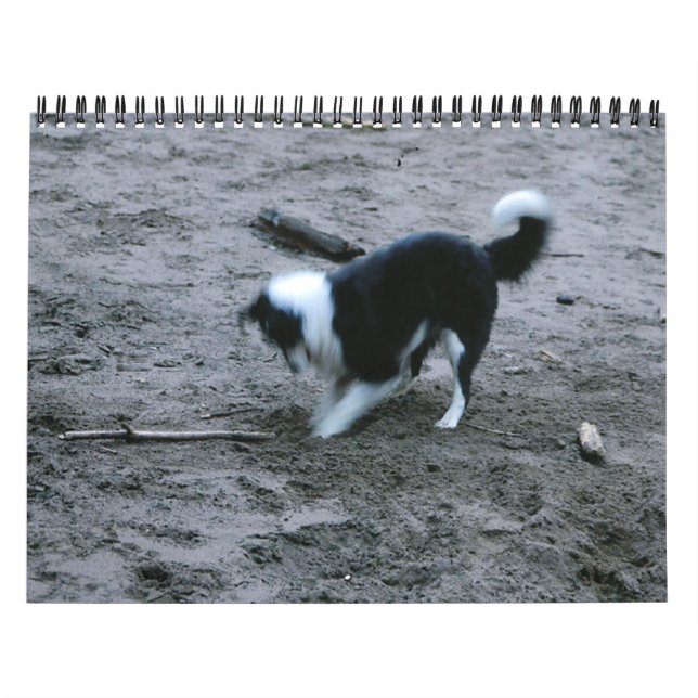 Border Collies Galore Calendar (Cover)