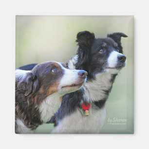 Border Collies Magnet
