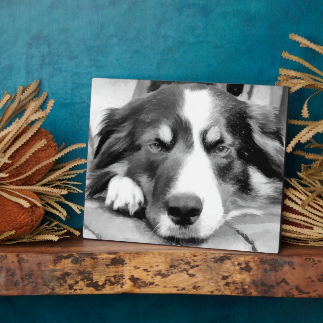 BORDER COLLIES PLAQUE (Side)