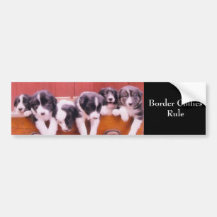 Border Collies Rule Cute Bumper Sticker