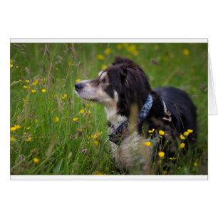 Border in the buttercups