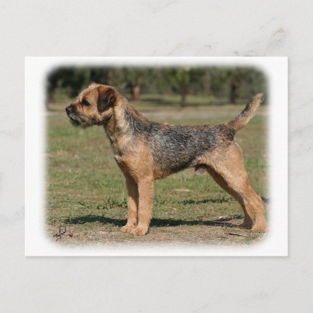 Border Terrier 9Y325D-033 Postcard (Front)