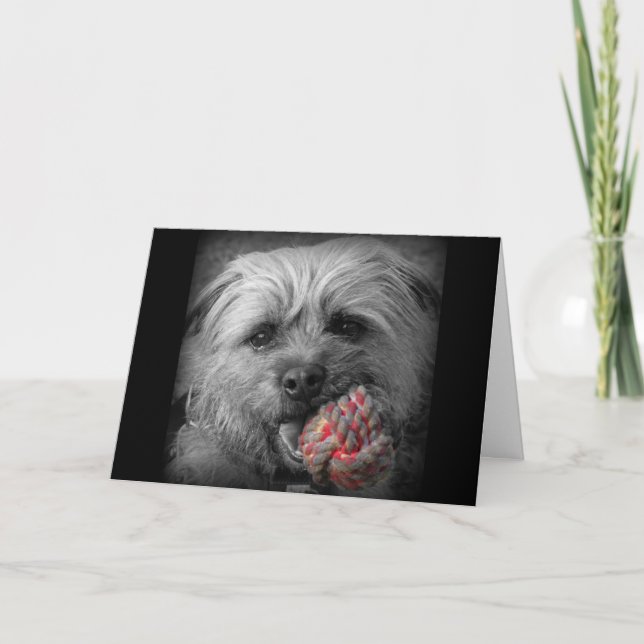 Border Terrier Birthday Card (Front)