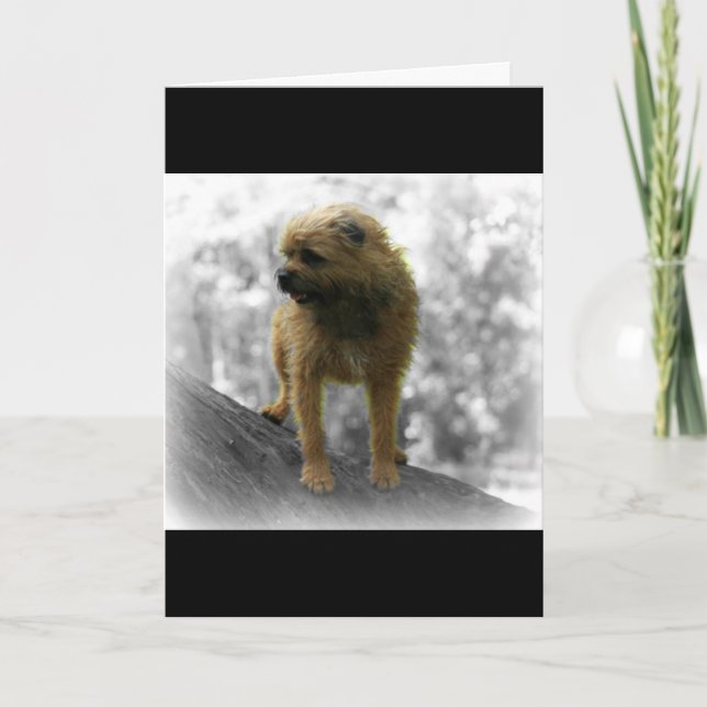 Border Terrier Birthday Card (Front)