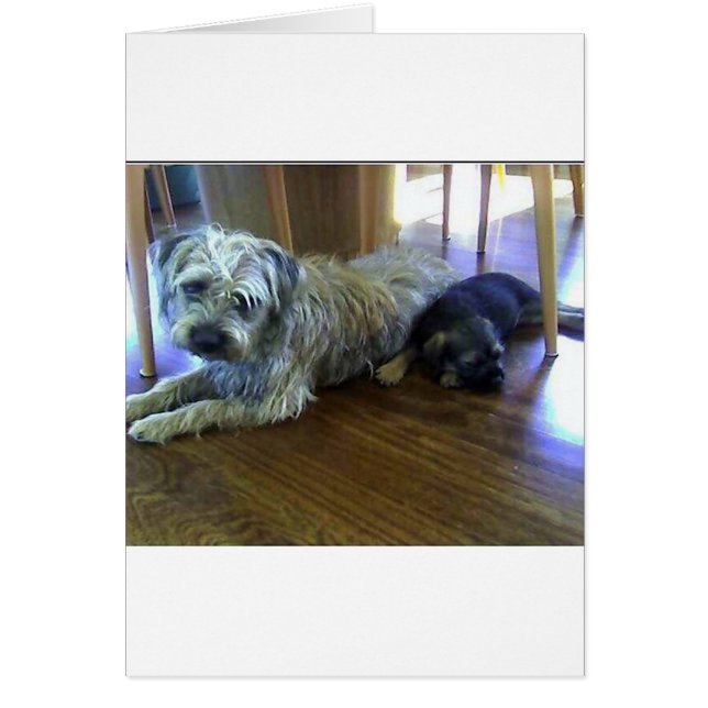 Border_Terrier_brothers2.png (Front)