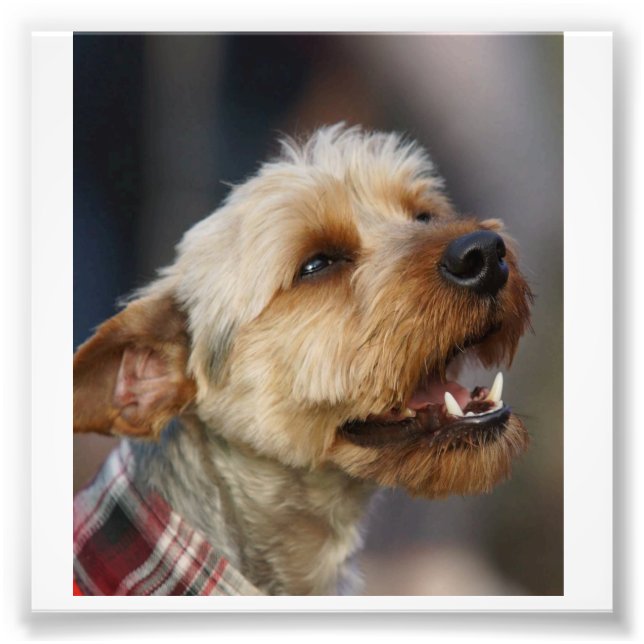 Border Terrier Cross Photo Print (Front)