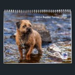 Border Terrier Dog, Medium, White Calendar<br><div class="desc">Border Terrier Dog,  Medium,  White Calendar,  14 lovely photographs of a Border terrier dogs</div>