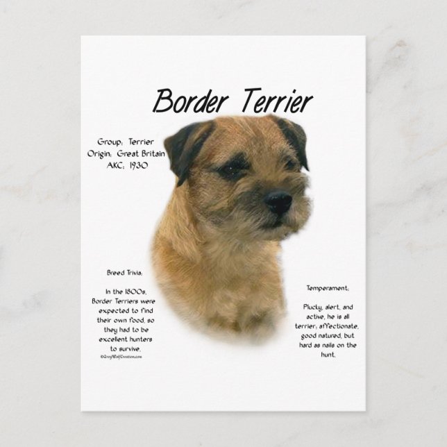 Border Terrier History Design Postcard (Front)