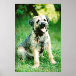 Border Terrier Poster
