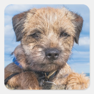 Border Terrier Sticker