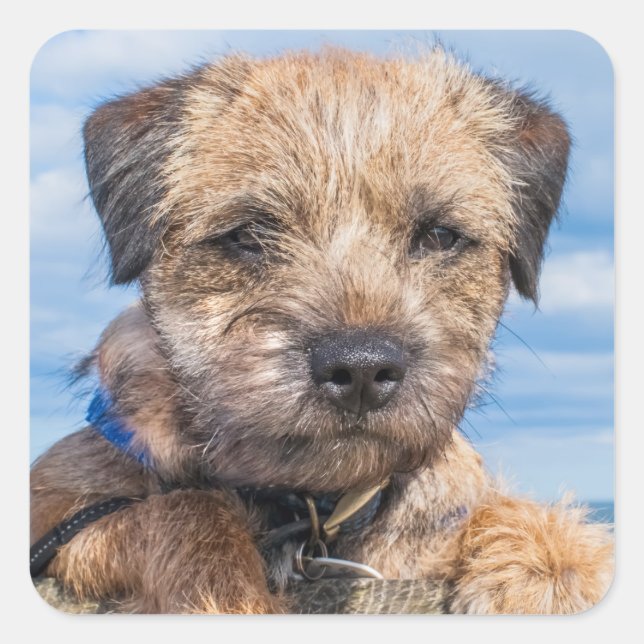 Border Terrier Sticker (Front)