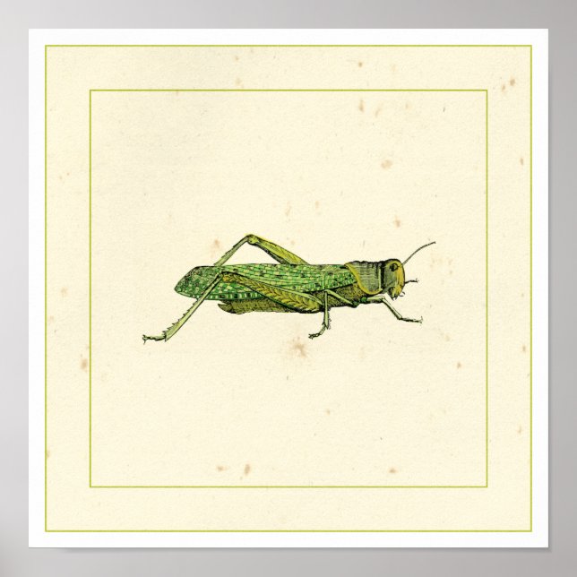 Bordered Print of Green Grasshopper (Front)