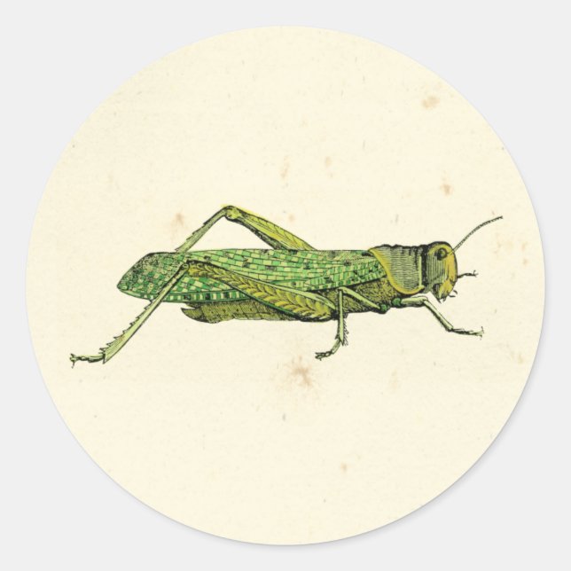 Bordered Print of Green Grasshopper Classic Round Sticker (Front)