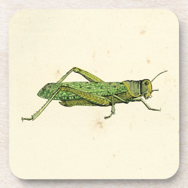 Bordered Print of Green Grasshopper Coaster (Front)