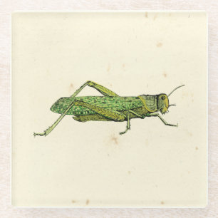 Bordered Print of Green Grasshopper Glass Coaster