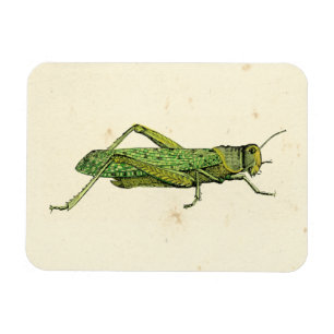 Bordered Print of Green Grasshopper Magnet