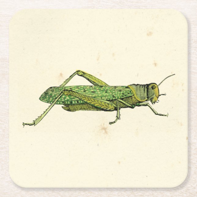 Bordered Print of Green Grasshopper Square Paper Coaster (Front)