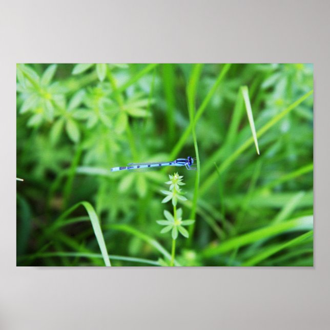 Boreal Bluet 2 Poster (Front)