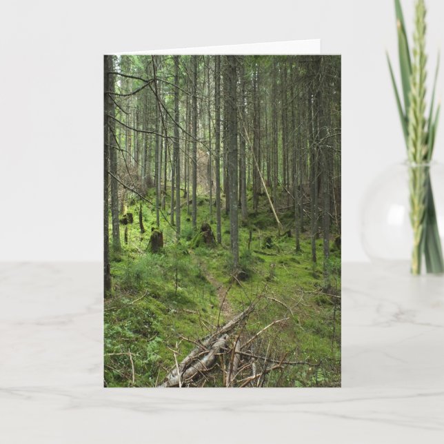 "Boreal Life Trail" Adirondack Forest Scene Card (Front)