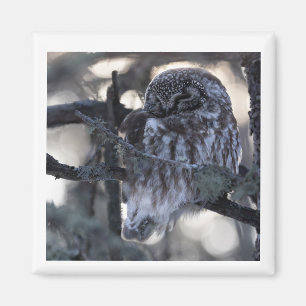 Boreal Owl Magnet