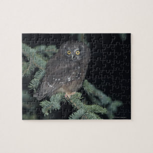 Boreal Owl on Branch Jigsaw Puzzle