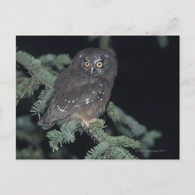 Boreal Owl on Branch Postcard (Front)