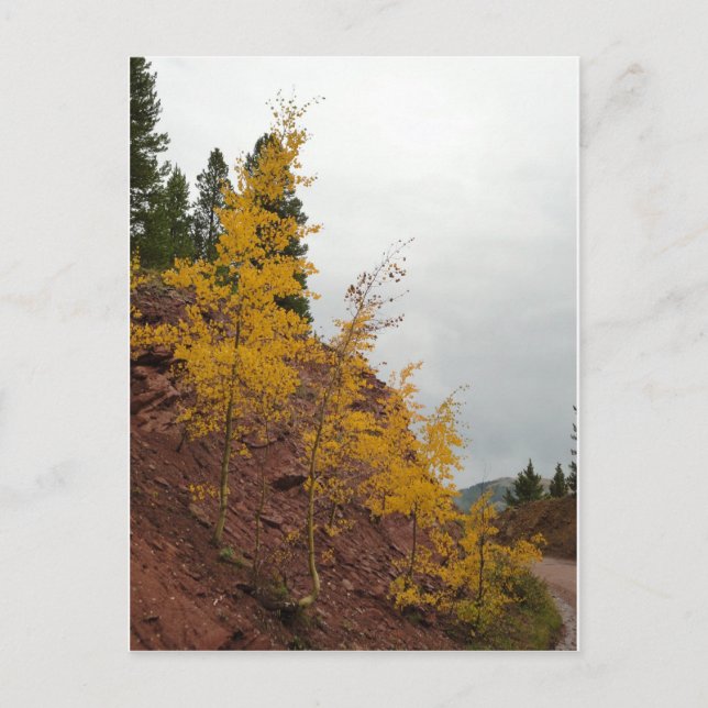 boreas pass aspens postcard (Front)