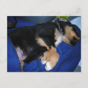 Bored sleepy puppy postcard
