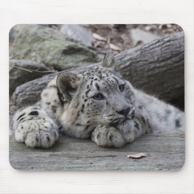 Bored Snow Leopard Cub Mouse Mat (Front)