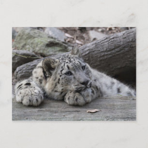 Bored Snow Leopard Cub Postcard
