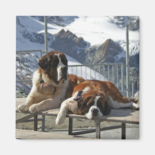 bored st bernard magnet