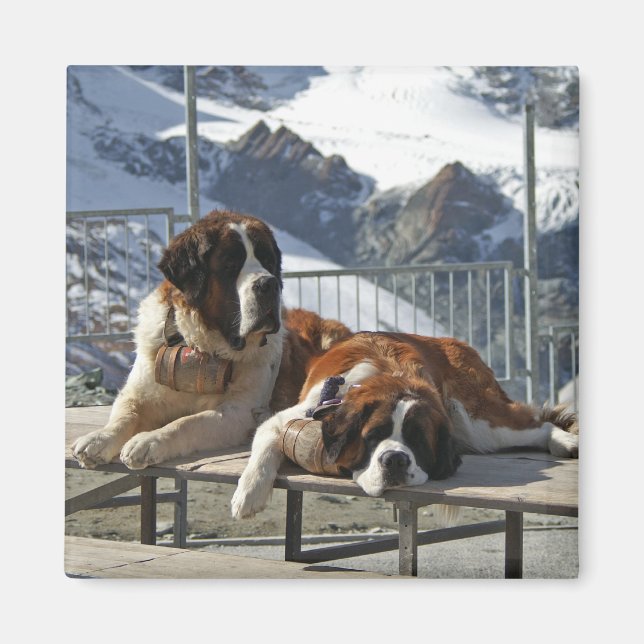 bored st bernard magnet (Front)