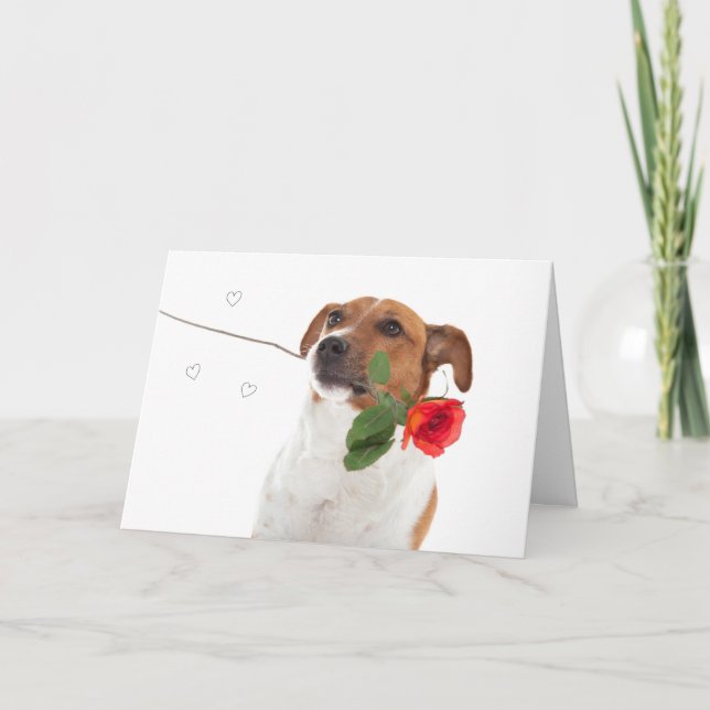 Boris - Jack Russell Terrier - Dog Rose Card (Front)