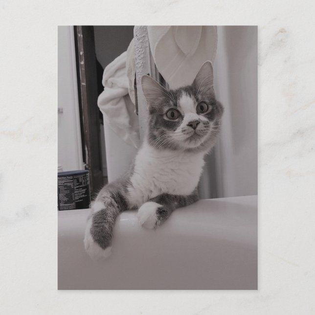 Boris the Cute Nubber Kitty Postcard (Front)