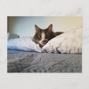Boris the Cute Nubber Kitty Postcard