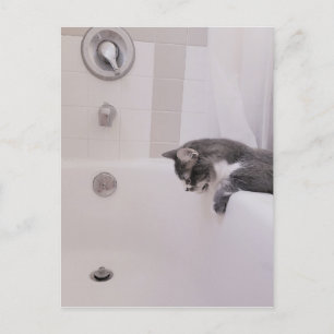 Boris the Cute Nubber Kitty Postcard